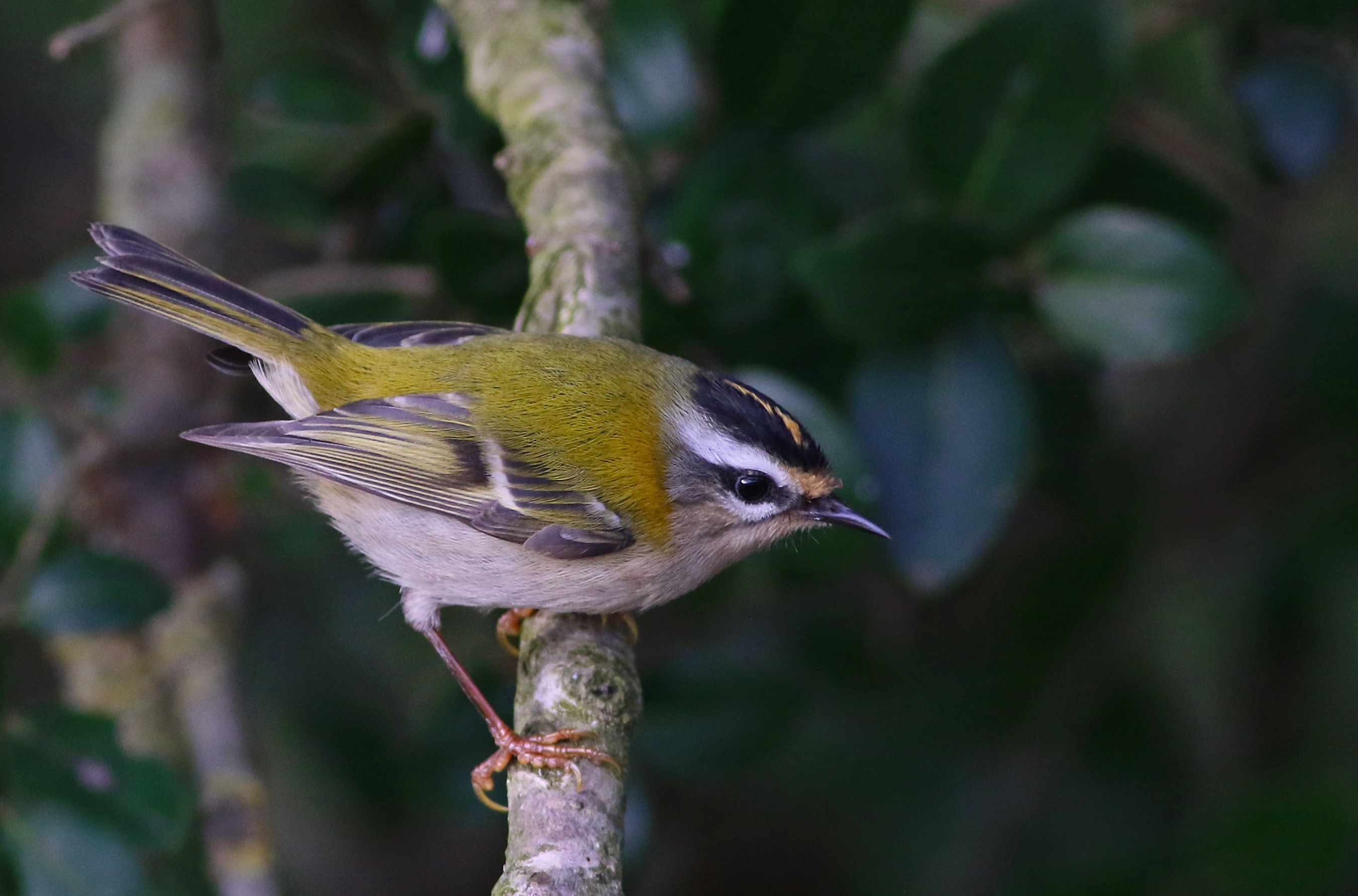 Common Firecrest